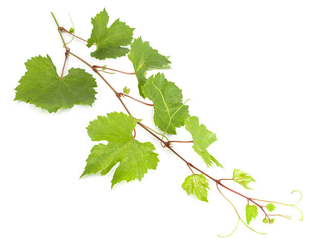 istock Fresh vine branch isolated on white background 482406524