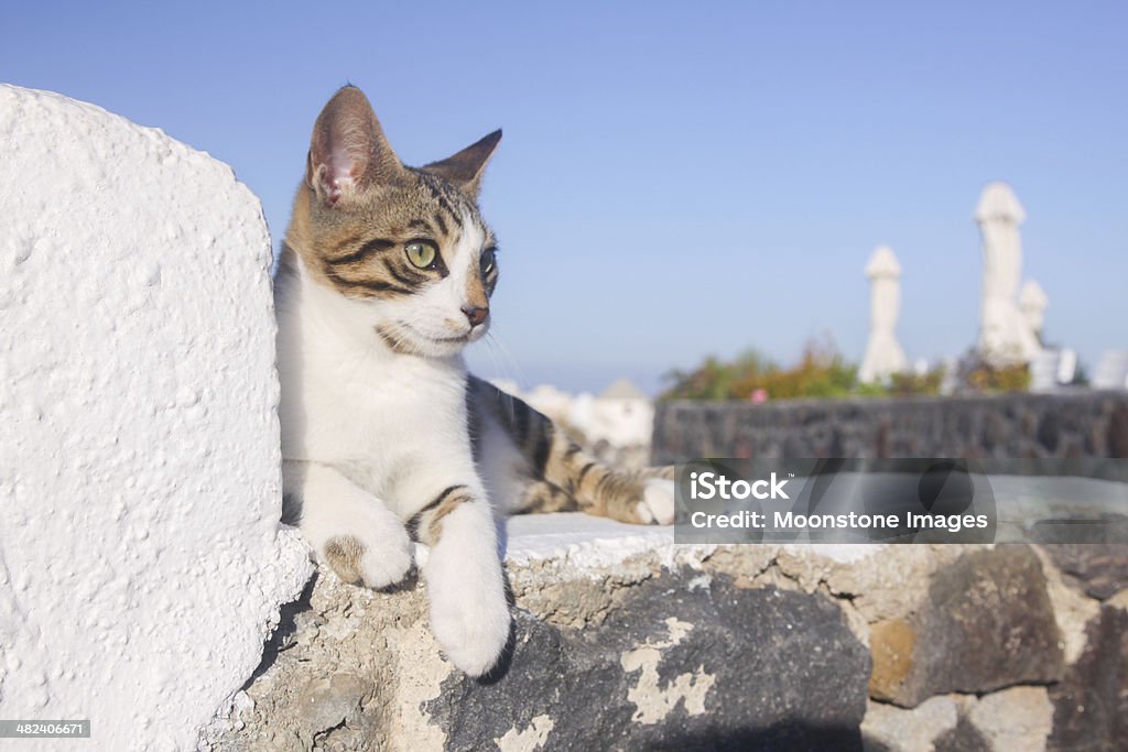 Gatto di dispersione a Santorini, Grecia - Foto stock royalty-free di Allerta