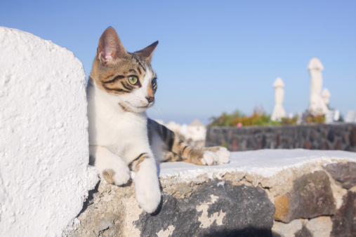 Stray cats, such as this one in the town of Oia, are a common feature of most Greek islands