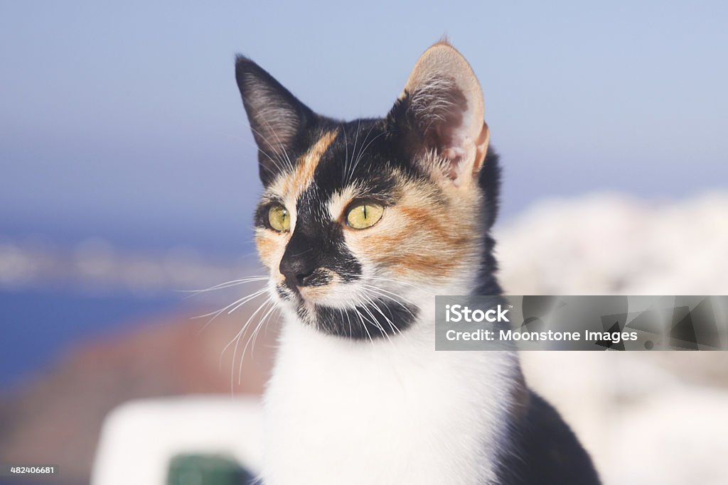 Parásito cat en Santorini, Grecia - Foto de stock de Aire libre libre de derechos