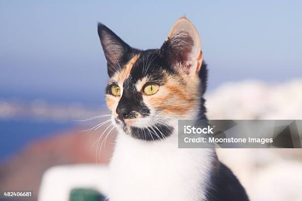 Parásito Cat En Santorini Grecia Foto de stock y más banco de imágenes de Aire libre - Aire libre, Alerta, Animal