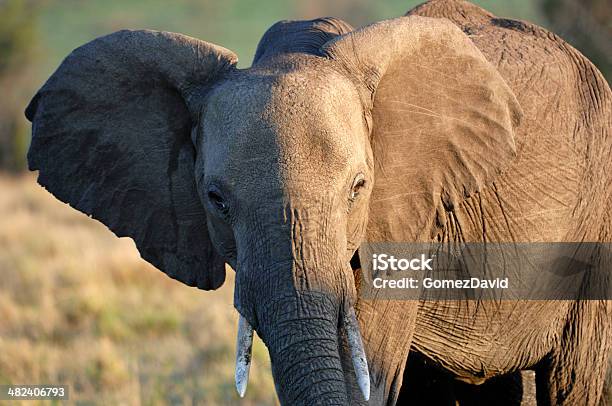 Close Up Of African Elephant - アフリカのストックフォトや画像を多数ご用意 - アフリカ, アフリカゾウ, カラー画像