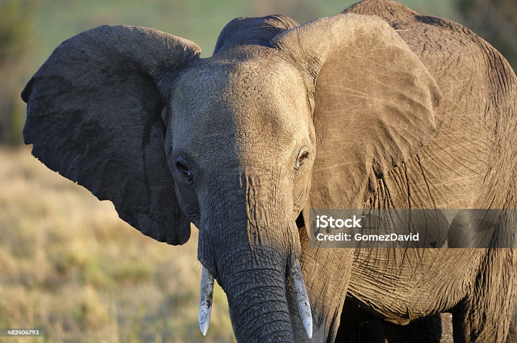 Close-up de um elefante africano - Foto de stock de Animal royalty-free