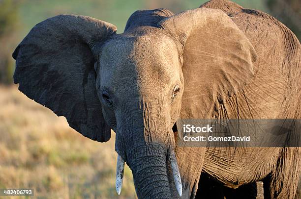 Foto de Closeup De Um Elefante Africano e mais fotos de stock de Animal - Animal, Animal selvagem, Descrição de Cor