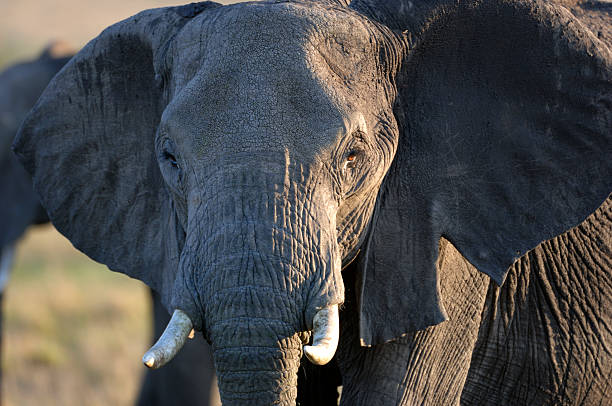 istock Close-up of African Elephant 482406815