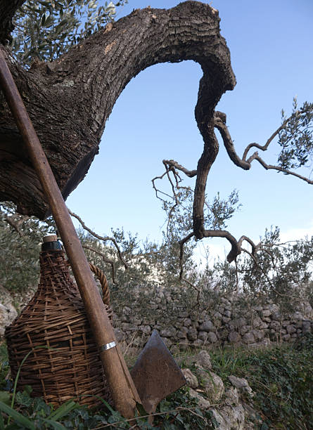 Pá de vinho e velho barril abaixo de oliveira - fotografia de stock