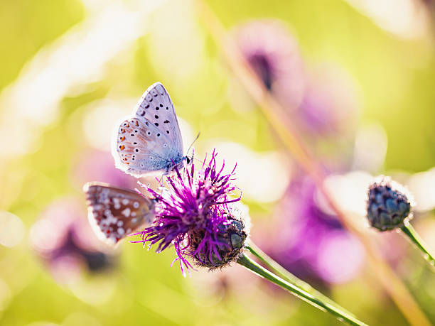 istock Blue Gossamer winged Butterfly in the evening sun 482407392