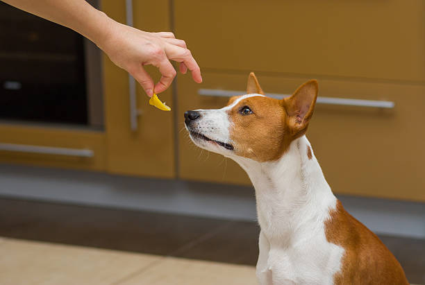 istock Cute basenji dog thinks about eat or not lemon 482407506