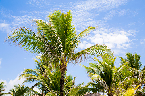 Tropical palm trees in the blue sky