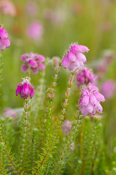 Cross-leaved Heath (Erica tetralix) detail Straggly, greyish dwarf shrub, 20-70cm; young twigs hairy. Leaves linear-lanceolate, in whorls of 4, hairy at least when young. Flowers pale pink, 6-9mm long; globular, in compact terminal clusters; anthers not protruding. Fruit downy. erica flower stock pictures, royalty-free photos & images