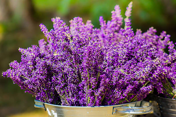 Bucket with lavender stock photo