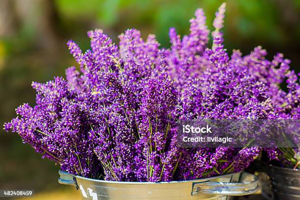 Bucket With Lavender Stock Photo - Download Image Now - Agriculture, Beauty, Beauty In Nature