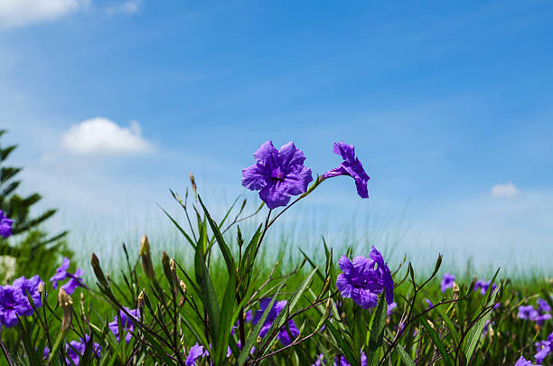 istock Beautiful flowers against the blue sky. 482408956