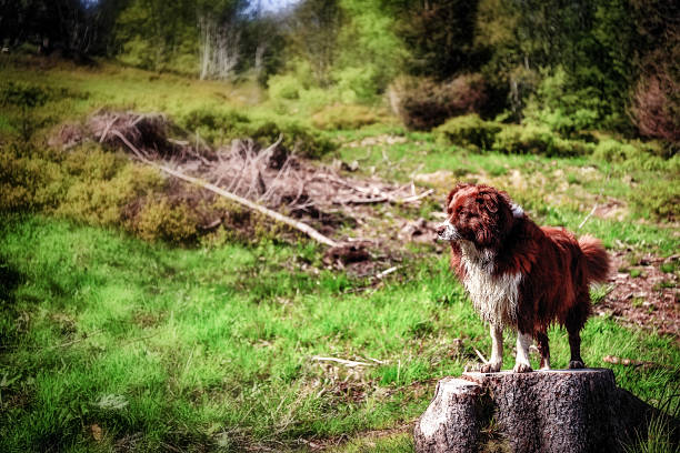Fluffy Dog on a Hike at Feldberg Mountain in Germany in Spring. Lovely Hills and Forests. Fantastic Landscape