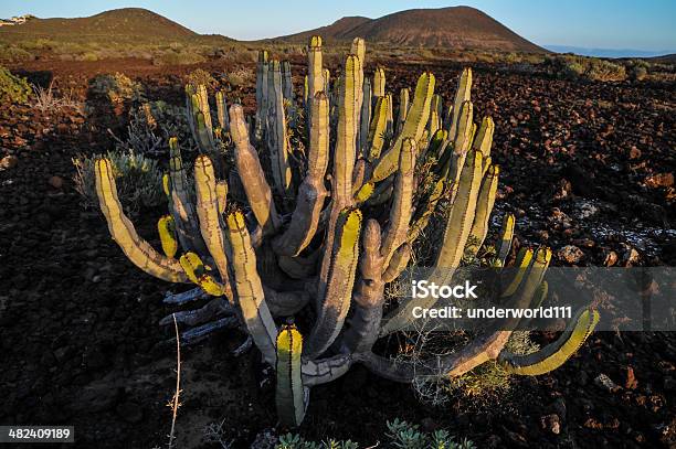 Kaktus W Pustyni - zdjęcia stockowe i więcej obrazów Bez ludzi - Bez ludzi, Chmura, Cierń