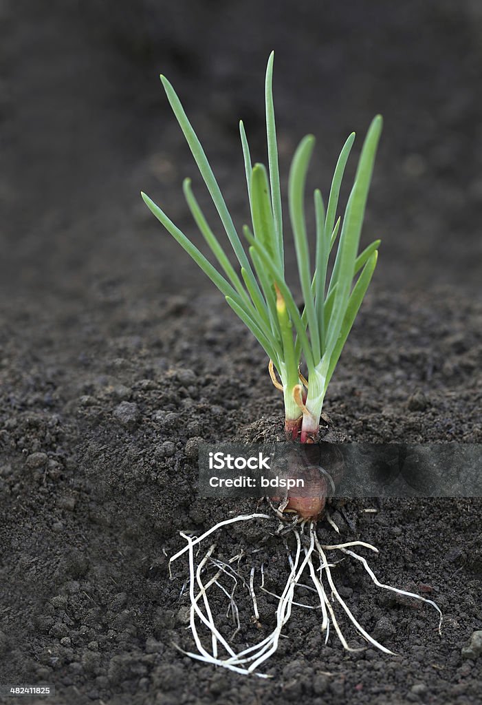 Cebolla planta con raíces - Foto de stock de Cebolla libre de derechos