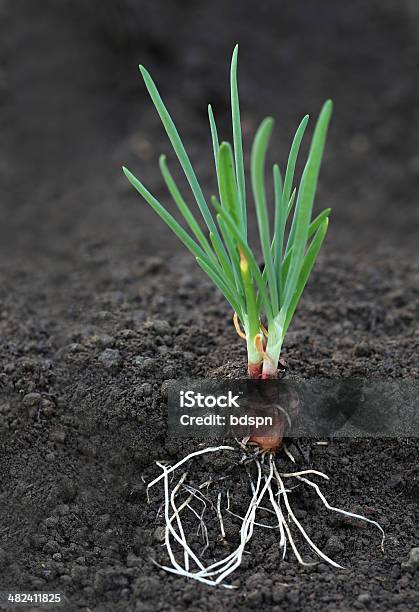 Cebolla Planta Con Raíces Foto de stock y más banco de imágenes de Cebolla - Cebolla, Raíz, Tierra