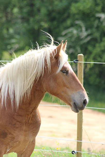istock Beautiful haflinger horse portrait 482412432