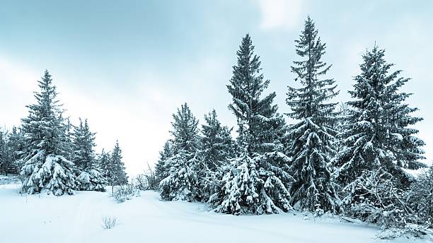 istock Spruce Tree Forest Covered by Snow in Winter Landscape 482414036