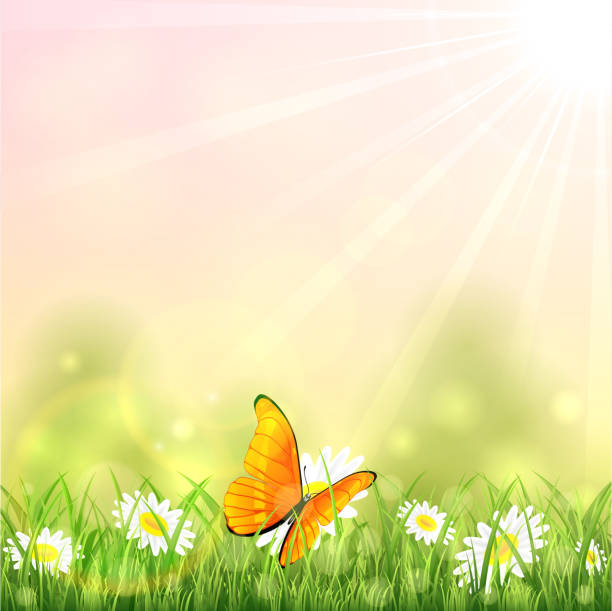 illustrazioni stock, clip art, cartoni animati e icone di tendenza di arancio farfalla e fiore - butterfly flower single flower grass