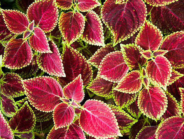 Free Stock Photo of Close Up of Plant With Green and Red Leaves ...