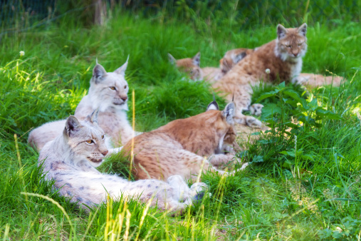 Group of beautiful Eurasian lynxes (Lynx lynx) on a bright and sunny day in a green field