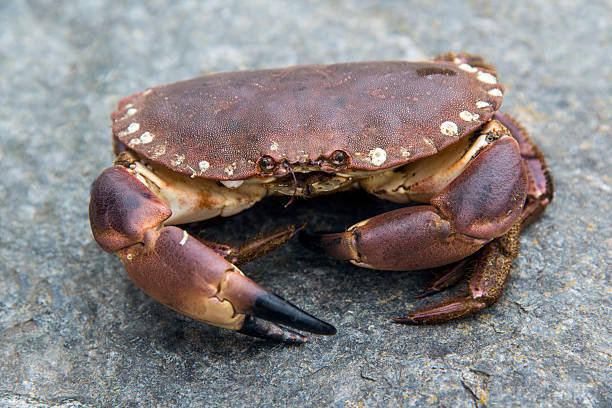 istock Edible Crab - Cancer pagurus 482416451