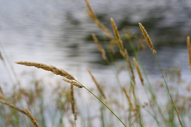 istock Tall grass in front of a still pond 482417740