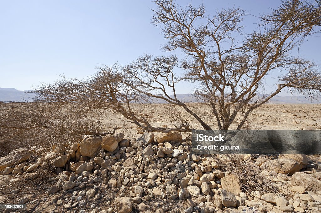 Arbre sec - Photo de Arbre libre de droits