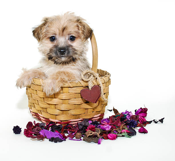istock Sweet Morkie Puppy 482418611