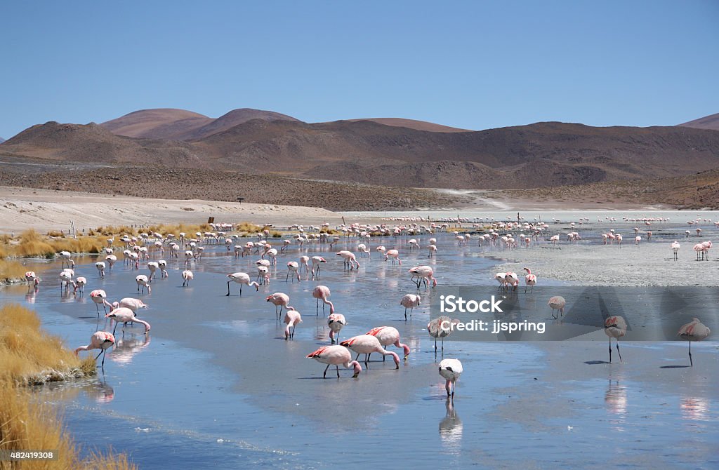 Pink flamingos in wild nature of Bolivia Pink flamingos in wild nature of Bolivia, Eduardo Avaroa National Park, South America 2015 Stock Photo