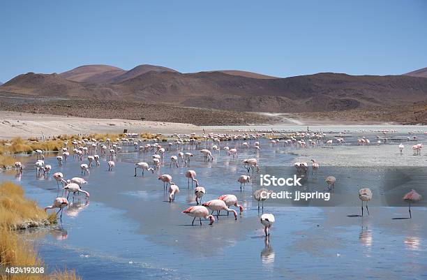 Pink Flamingos In Wild Nature Of Bolivia Stock Photo - Download Image Now - 2015, Altiplano, Andes