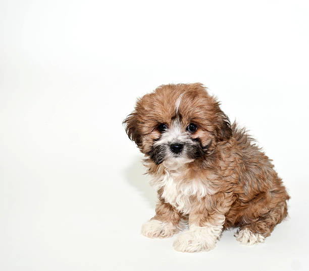 istock Sweet Little Brown Puppy 482419451