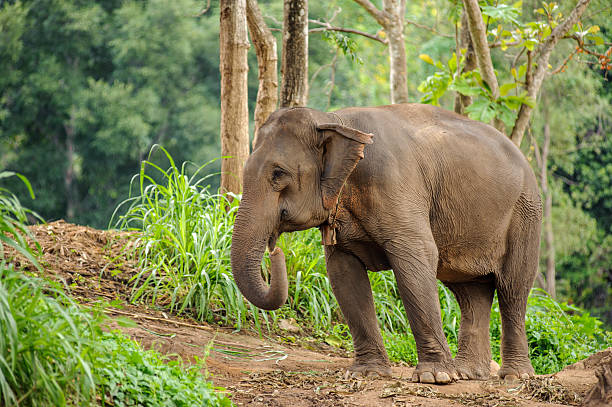 istock Wild elephants in Thailand Chiang Mai National Park. 482420260
