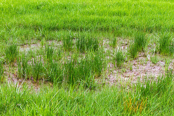 Close up of Rice field