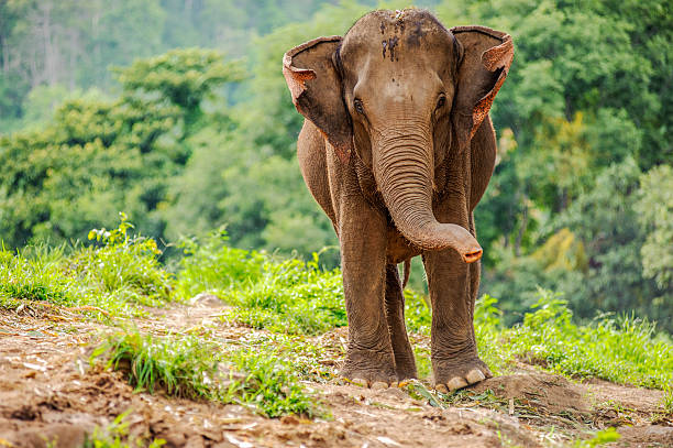 istock Wild elephants in Thailand Chiang Mai National Park. 482420642