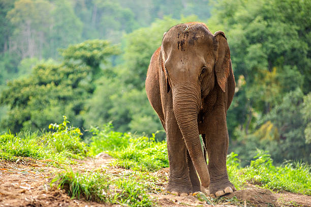 istock Wild elephants in Thailand Chiang Mai National Park. 482420650
