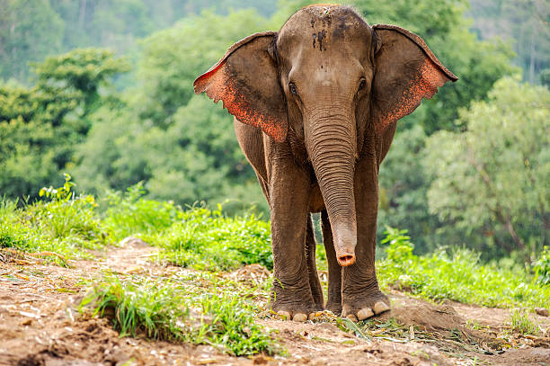 istock Wild elephants in Thailand Chiang Mai National Park. 482420664