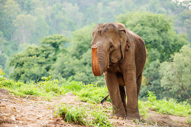 istock Wild elephants in Thailand Chiang Mai National Park. 482420670