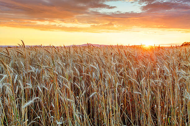 istock Agriculture, golden field with wheat 482420870