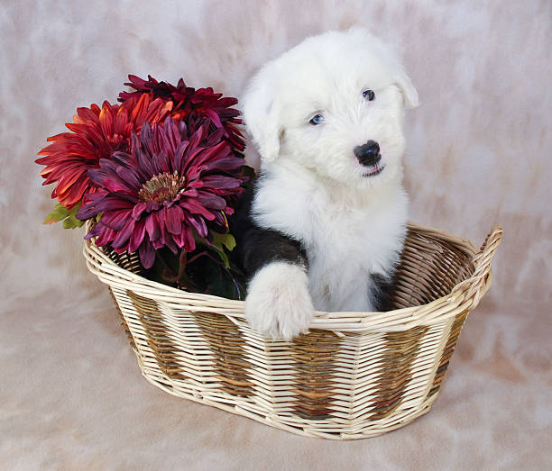 Cute Sheepdog puppy sitting in a basket with flowers.