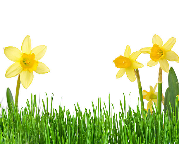 istock Daffodil flower or narcissus over white background 482421373