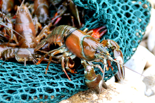 Photo of an american signal crayfish, non-native to the UK. These were found in a North Yorkshire river. The american signal crayfish is now considered an invasive species across Europe, ousting the native White claw species. A voracious predator it eats anything it finds including plants, invertebrates, snails, small fish and fish eggs. The American Signal is bigger and more aggressive than White Claw crayfish, they are less fussy in what they eat. They also  carry a fungus which is fatal to native crayfish and can live up to 12 years. Taken on a summers mid day with a Canon EOS 1100D digital SLR camera.