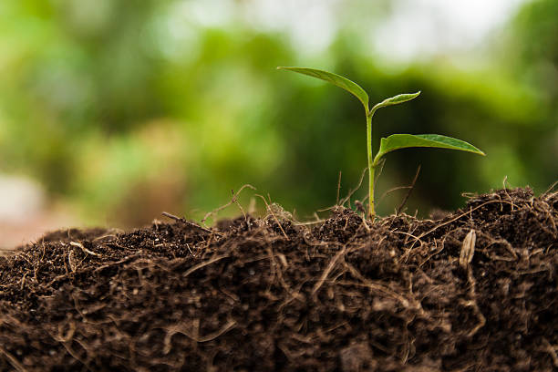 istock Young plant in the garden 482423712