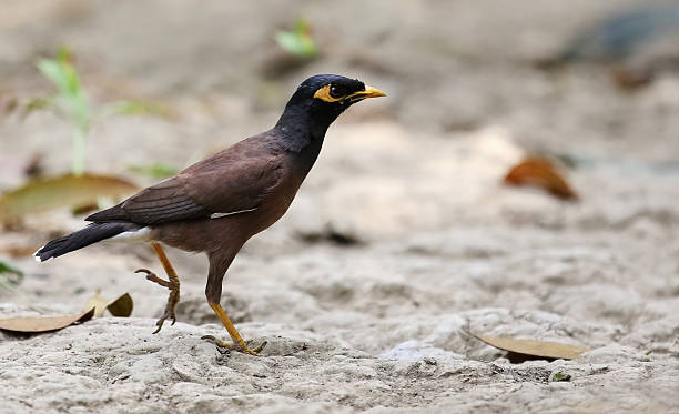 istock Common Myna of Indian Subcontinent 482425163
