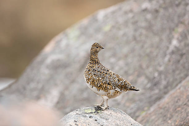 Female Ptarmigan Stood On A Boulder. stock photo