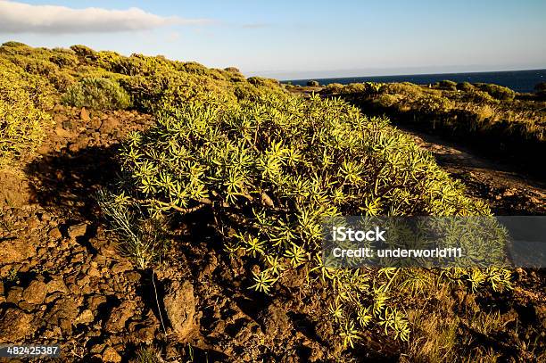 Foto de Cactus Do Deserto e mais fotos de stock de Cacto - Cacto, Cloudscape, Culturas