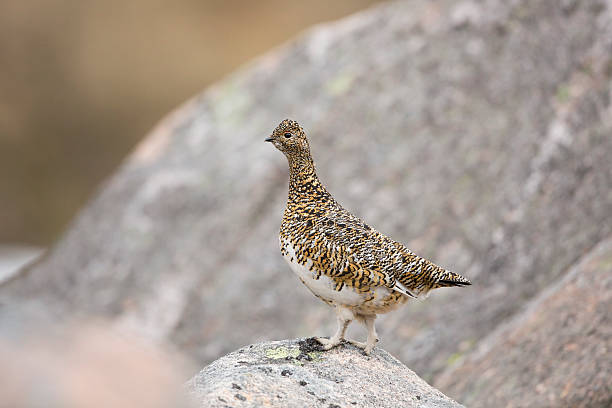 Female Ptarmigan Looking From A Boulder. stock photo