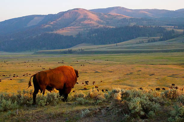istock American Buffalo in Yellowstone National Park 482426015