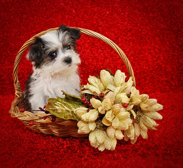 istock Christmas Morkie Puppy 482426149
